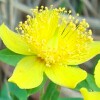 Myrtleleaf St. Johnswort