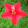 Cypress Vine