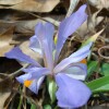 Dwarf Iris