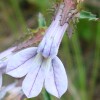 Shortleaf Lobelia