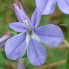 Lobelia