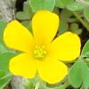 Yellow Woodsorrel