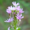 Pink Milkwort