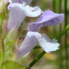 Selfheal