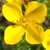 Yellow Meadow Beauty