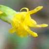 Wreath Goldenrod