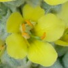 Common Mullein