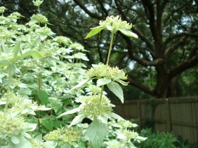 Pycnanthemum albescens Whiteleaf Mountainmint