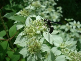 Pycnanthemum albescens Whiteleaf Mountainmint