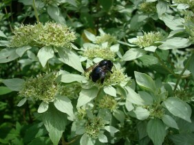 Pycnanthemum albescens Whiteleaf Mountainmint