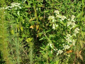 Pycnanthemum albescens Whiteleaf Mountainmint