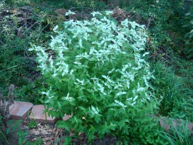 Pycnanthemum albescens Whiteleaf Mountainmint