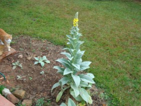 Verbascum thapsus Mullein