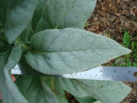 Verbascum thapsus Mullein