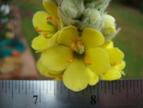 Verbascum thapsus Mullein