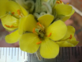 Verbascum thapsus Mullein