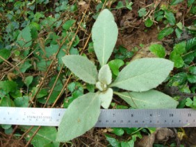 Verbascum thapsus Mullein