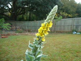 Verbascum thapsus Common Mullein