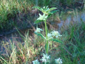 Hyptis alata Musky Mint