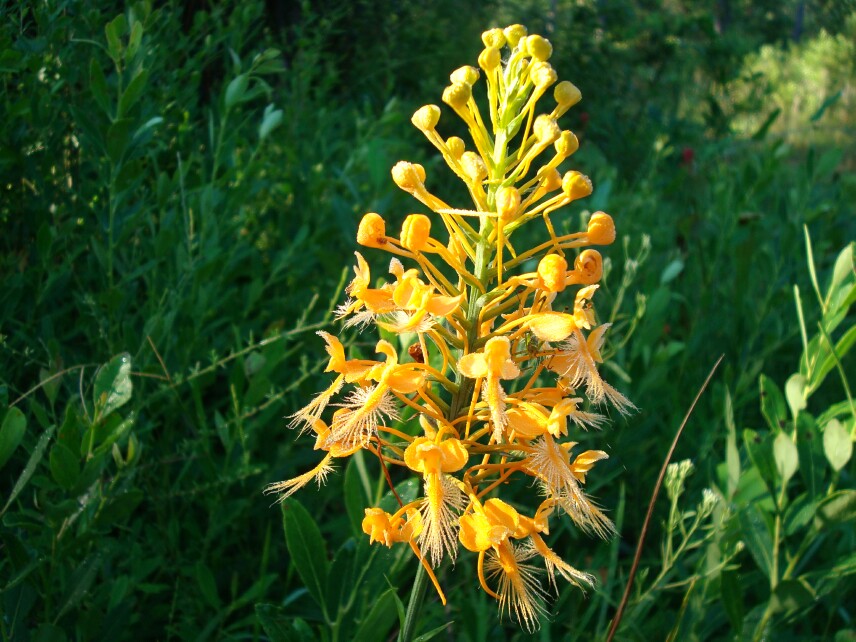 Platanthera ciliaris Yellow Fringed Orchid