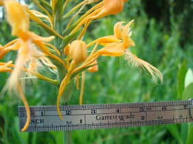 Platanthera ciliaris Yellow Fringed Orchid