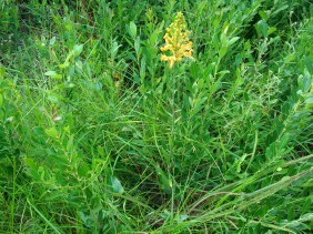 Platanthera ciliaris Yellow Fringed Orchid