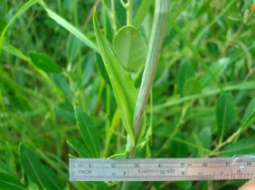 Platanthera ciliaris Yellow Fringed Orchid