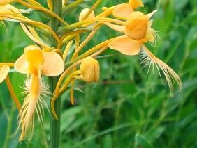 Platanthera ciliaris Yellow Fringed Orchid