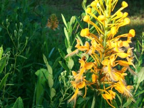 Platanthera ciliaris Yellow Fringed Orchid