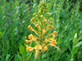 Platanthera ciliaris Yellow Fringed Orchid