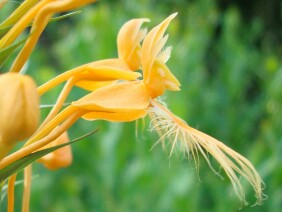 Platanthera ciliaris Yellow Fringed Orchid