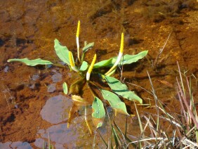 Orontium aquaticum Golden Club