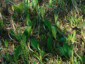 Orontium aquaticum Golden Club