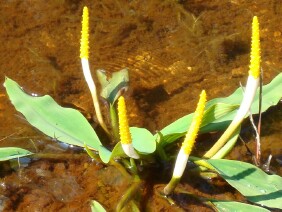 Orontium aquaticum Golden Club