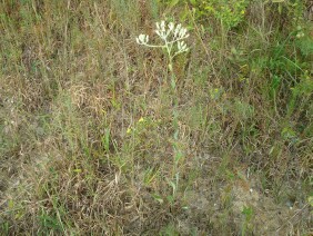 Ovateleaf Cacalia Arnoglossum ovatum