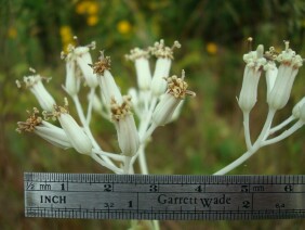 Ovateleaf Cacalia Arnoglossum ovatum