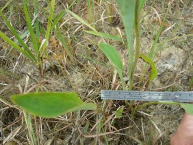 Ovateleaf Cacalia Arnoglossum ovatum