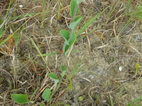 Ovateleaf Cacalia Arnoglossum ovatum