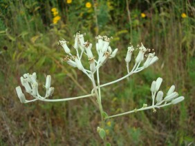 Ovateleaf Cacalia Arnoglossum ovatum