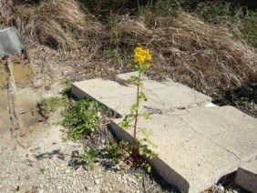 Packera glabella Senecio glabellus Butterweed