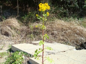 Packera glabella Senecio glabellus Butterweed