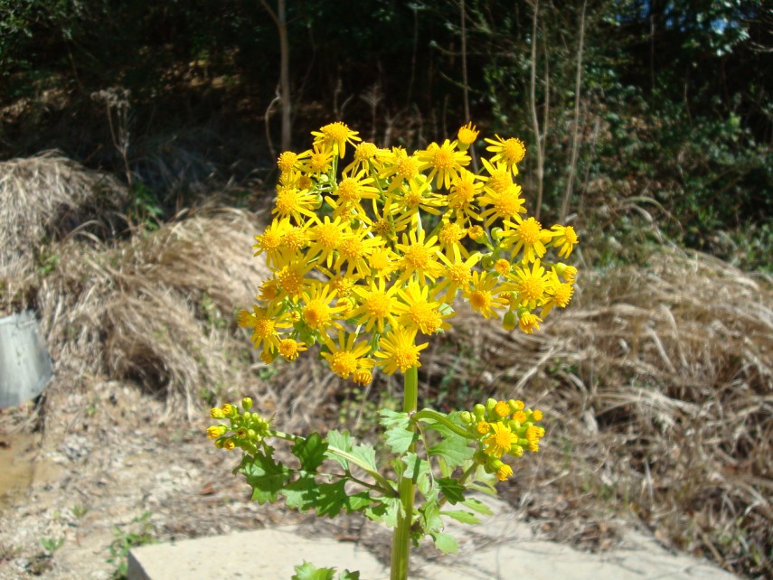 Packera glabella Butterweed