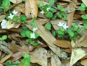 Mitchella repens Partridge Berry