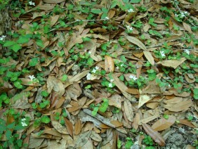 Mitchella repens Partridge Berry