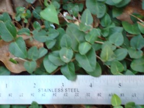 Mitchella repens Partridge Berry