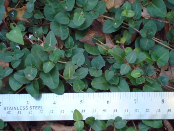 Mitchella repens Partridge Berry