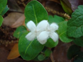 Mitchella repens Partridge Berry