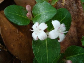 Mitchella repens Partridgeberry