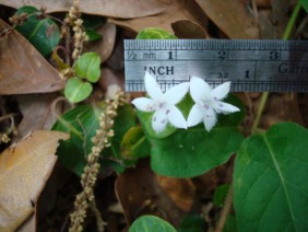 Mitchella repens Partridge Berry