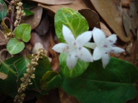 Mitchella repens Partridge Berry